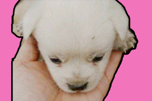 串串狗怎么養(yǎng)最聽話