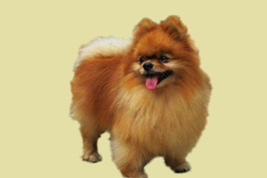 博美狗怎么能看出懷孕