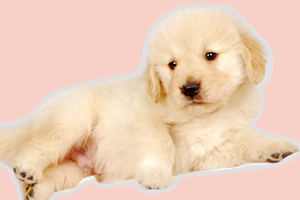 小金毛如何訓(xùn)練大小便