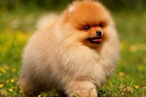 博美幼犬怎么訓(xùn)練上廁所