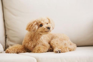 貴賓生完小狗吃什么好