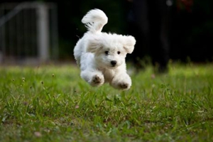 比熊犬如何訓(xùn)練大小便