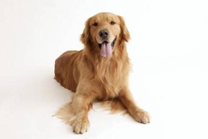 狗生完小狗要注意什么