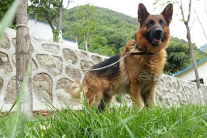 德牧發(fā)情前期是什么樣