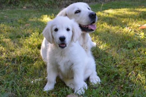 狗生完小狗吃什么補(bǔ)