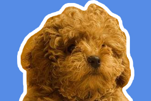 泰迪狗怎么訓練站著走路