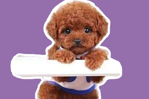 泰迪狗怎么訓練站立