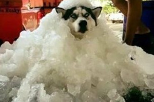 狗狗中暑怎么辦