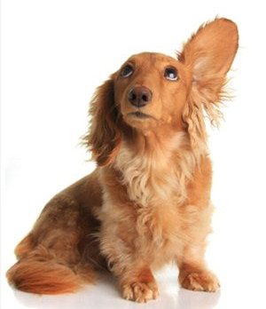 狗狗耳朵流膿怎么辦