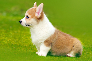 柯基怎么訓(xùn)練大小便