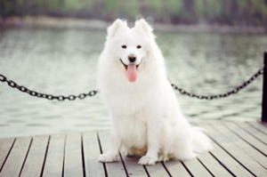 薩摩發(fā)情期要注意事項