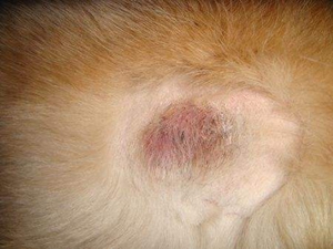 狗得了真菌怎么辦