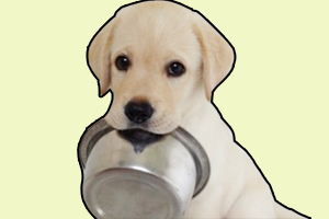 小金毛犬怎么訓(xùn)練叼盆