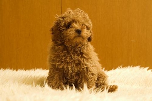 貴賓生產(chǎn)準(zhǔn)備什么