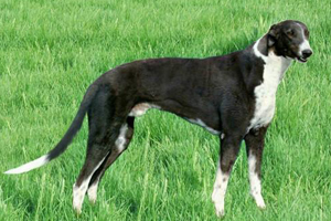 靈提犬不聽話怎么辦