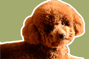 泰迪狗怎么訓練拿東西