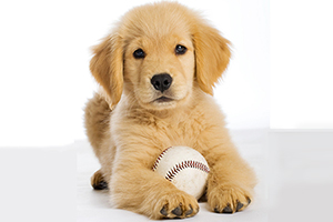 小金毛飼養(yǎng)方法