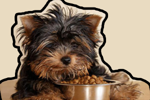 小狗狗糧怎么泡