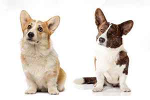 柯基吃什么水果好