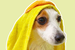 養(yǎng)狗狗家里有味道怎么辦