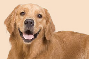 金毛吃什么長(zhǎng)肉