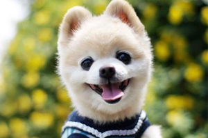 博美犬不能吃什么