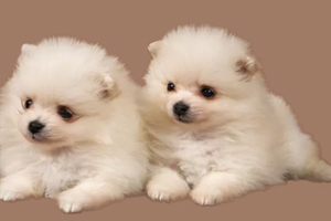 博美幼犬吃什么狗糧