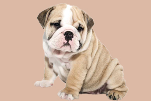 訓(xùn)練狗狗用什么零食