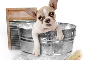 寵物狗洗澡怎么洗