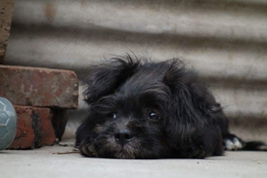 狗狗毛發(fā)打結(jié)怎么辦