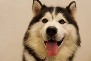 哈士奇狗怎么養(yǎng)