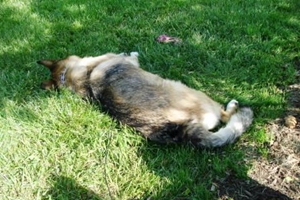 狗狗如何減肥方法