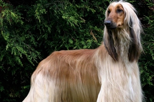 長(zhǎng)毛狗怎么剪毛