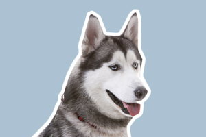 哈士奇吃什么不掉毛