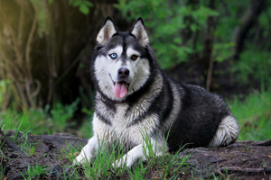 哈士奇喂養(yǎng)注意事項