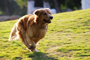 狗狗如何補(bǔ)鈣