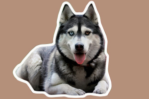 哈士奇掉毛怎么辦