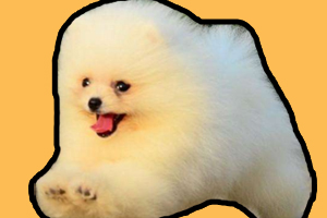 博美幼犬喂養(yǎng)注意事項(xiàng)是什么