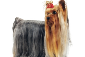 約克夏毛發(fā)吃什么發(fā)亮