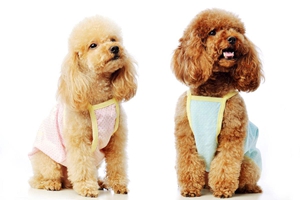 泰迪毛發(fā)打結(jié)怎么辦