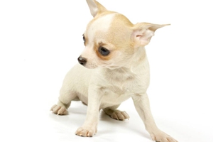 小狗狗怎么喂養(yǎng)