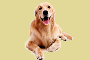 金毛犬吃什么好