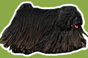 波利犬毛怎樣打理