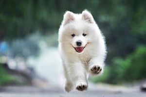 薩摩耶吃什么長的好看