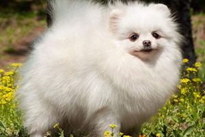 白博美毛變黃怎么辦