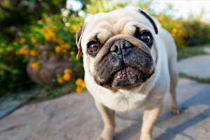 八哥狗怎么養(yǎng)