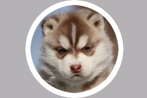 怎么養(yǎng)哈士奇幼犬