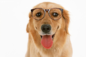 金毛犬不能吃什么