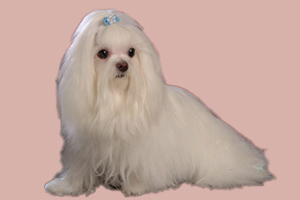 馬爾濟(jì)斯犬如何養(yǎng)