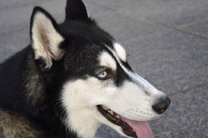 寵物狗怎么托運(yùn)